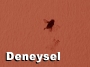 Deneysel